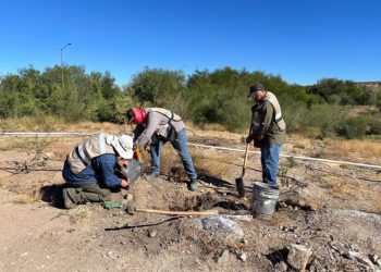 Bosque Urbano La Sauceda concluye la reforestación en el Polígono Sureste “La Oreja”
