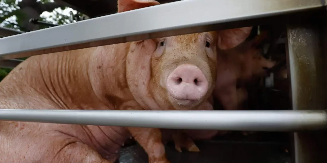 México suspende importaciones de carne de cerdo desde España por peste porcina