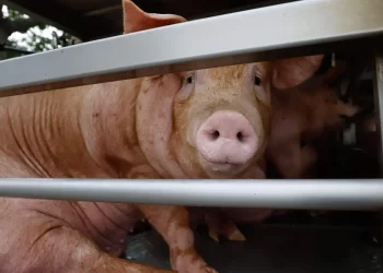 México suspende importaciones de carne de cerdo desde España por peste porcina