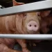 México suspende importaciones de carne de cerdo desde España por peste porcina