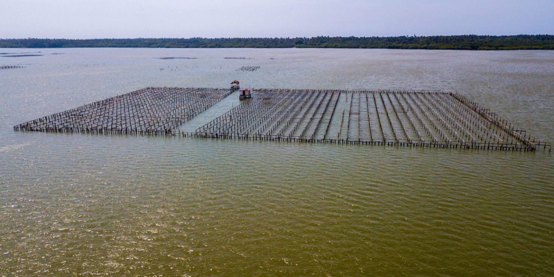 Cosechando Soberanía impulsa la acuacultura con crédito para materiales, equipos e infraestructura acuícola: Conapesca
