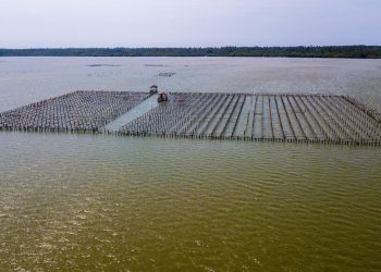 Cosechando Soberanía impulsa la acuacultura con crédito para materiales, equipos e infraestructura acuícola: Conapesca