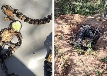 Localizan cuerpo embolsado en fosa clandestina