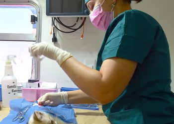 Informa Instituto de Protección y Bienestar Animal jornadas gratuitas de esterilización