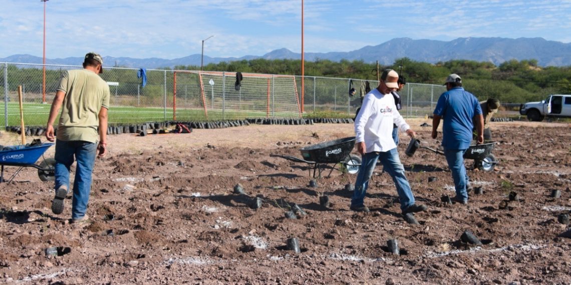 Crea Universidad de la Sierra el primer bosque con técnica Miyawaki