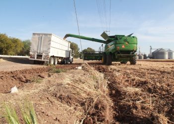 Llama Sagarhpa a productores de trigo panificable a realizar trámite de pago del ciclo 2024–2025