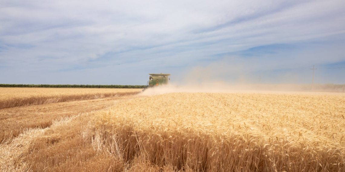 Gestiona Gobierno de Sonora el agilizar pagos a productores de trigo panificable y maíz en Sonora