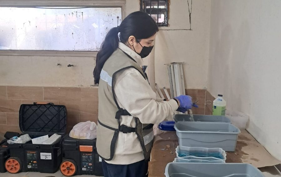 Más de 15 mil servicios de bienestar animal brinda el Gobierno de Sonora en 2025