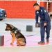 Con instinto, disciplina y lealtad, los binomios K-9 de la Policía Estatal refuerzan la seguridad de Sonora