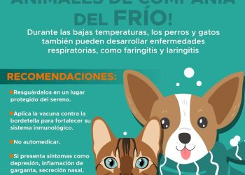 Llama Gobierno de Hermosillo a proteger a animales de compañía durante temporada invernal