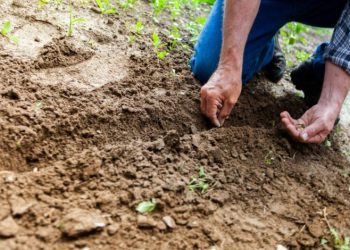 ONU incluye a México en programa global de agricultura sostenible