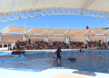 Gobierno de Sonora invita a visitar el Delfinario Sonora durante el periodo vacacional