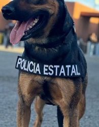 Unidad Canina K-9 de la Policía Estatal clave en la seguridad de Sonora