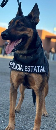Unidad Canina K-9 de la Policía Estatal clave en la seguridad de Sonora