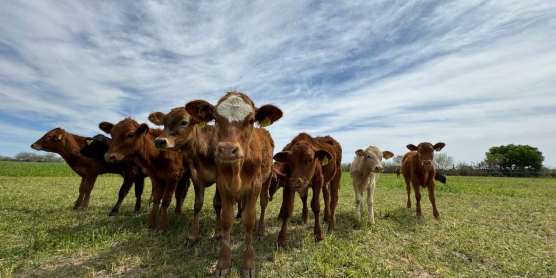 Sonora logra avances en agricultura, ganadería y pesca