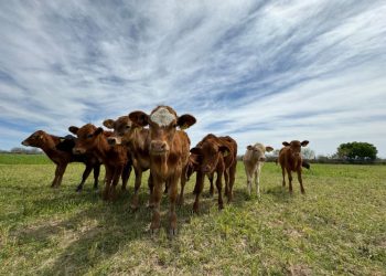 Sonora logra avances en agricultura, ganadería y pesca