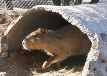 Centro Ecológico de Sonora recibe a más de 16 mil visitantes interesados en conocer a capibara