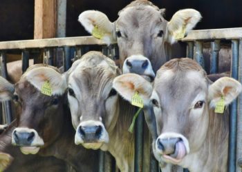 Ganaderos publican carta sobre situación con gusano barrenador