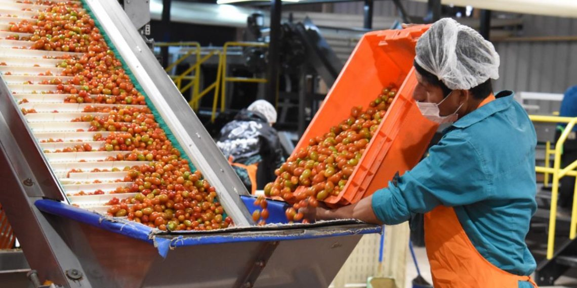 Gobierno de Sonora destaca recuperación del tomate rojo en el sur del estado