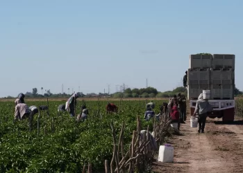 Crece economía en Sonora: actividades primarias repuntan