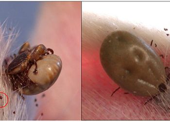 Sonora cierra el año como primer lugar en rickettsia