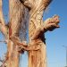 Gobierno de Sonora reconoce el talento artístico en la Premiación de Esculturas de Madera en el Bosque Urbano La Sauceda