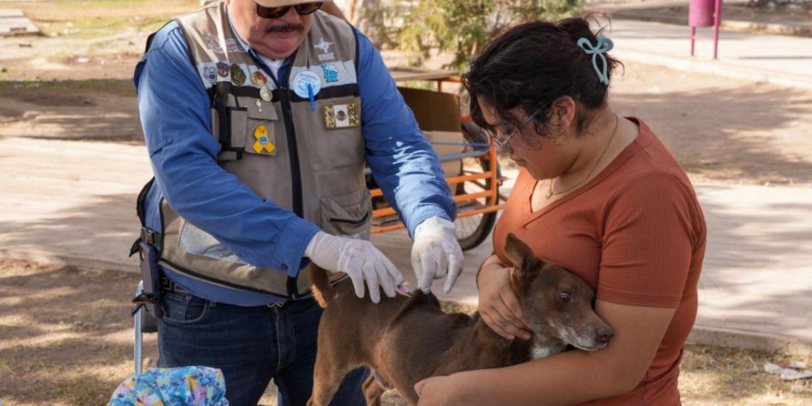 Perritos sanos, familias protegidas: invitan a Clínicas Móviles para evitar enfermedades zoonóticas