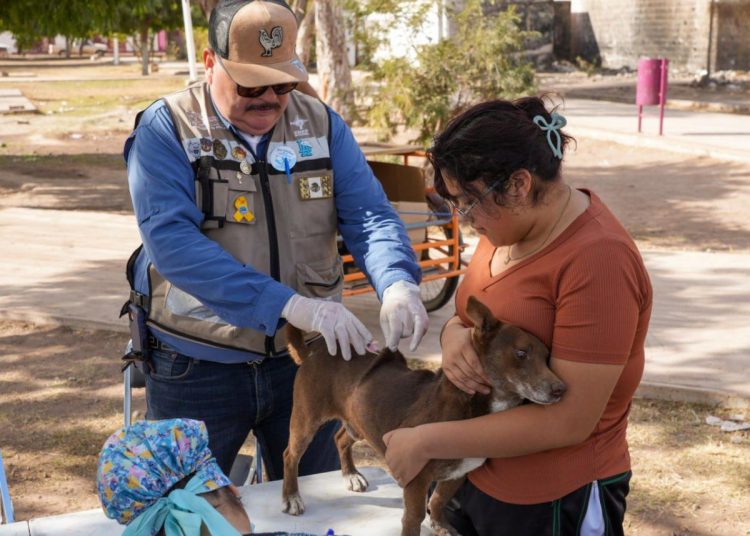 Perritos sanos, familias protegidas: invitan a Clínicas Móviles para evitar enfermedades zoonóticas