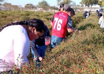 Impulsa Gobierno de Sonora innovación agrícola desde la UTEtchojoa con cultivo de chiltepín