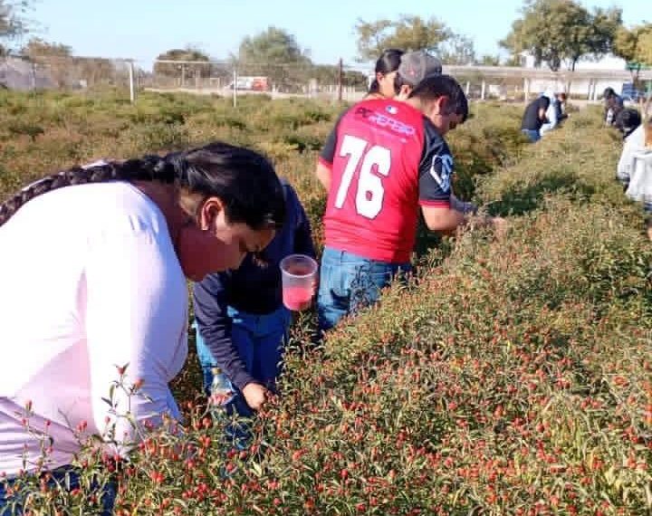 Impulsa Gobierno de Sonora innovación agrícola desde la UTEtchojoa con cultivo de chiltepín
