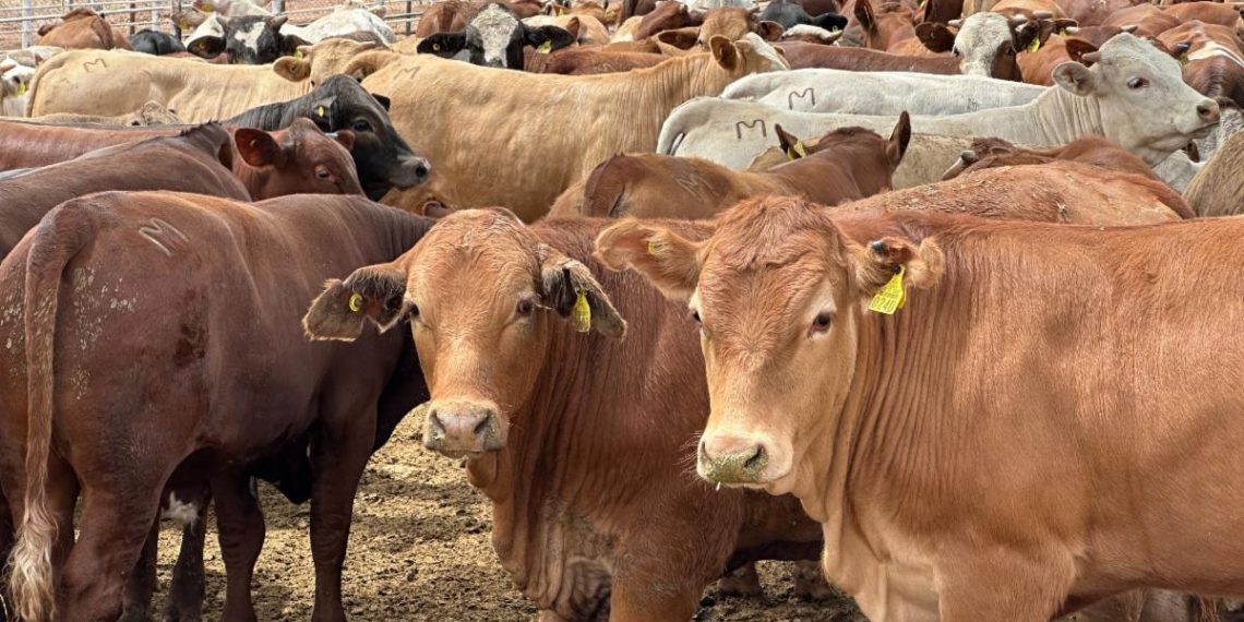 Nueva planta de mosca estéril en Texas refuerza blindaje sanitario en Sonora