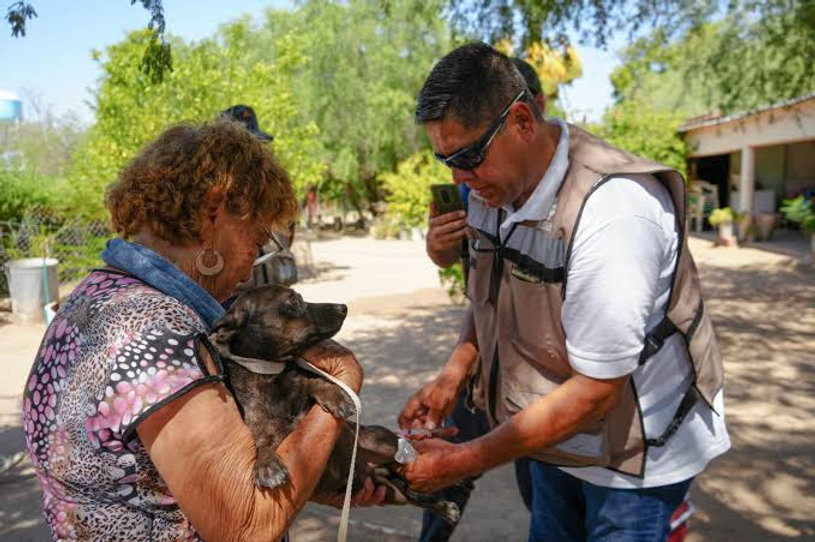 Acciones simples ayudan a prevenir rickettsiosis y dengue: SSP