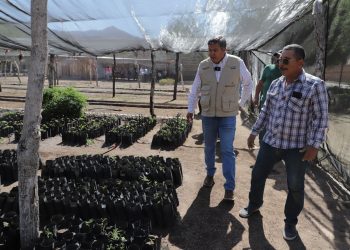 Gracias a la presidenta Claudia Sheinbaum, llegan a Sonora más de 30 millones de pesos para sembradoras y sembradores a través de Sembrando Vida