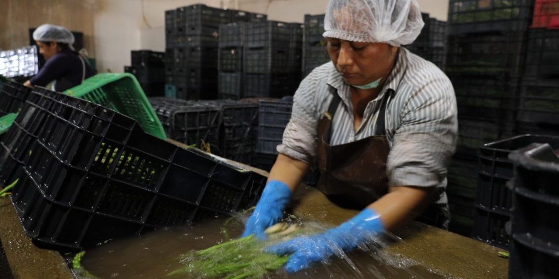 SADER Sonora impulsa más de 25 mil hectáreas en el Distrito de Caborca y destina 3,420 mdp al campo de la región