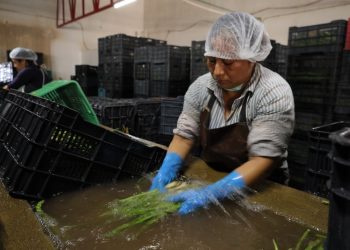 SADER Sonora impulsa más de 25 mil hectáreas en el Distrito de Caborca y destina 3,420 mdp al campo de la región