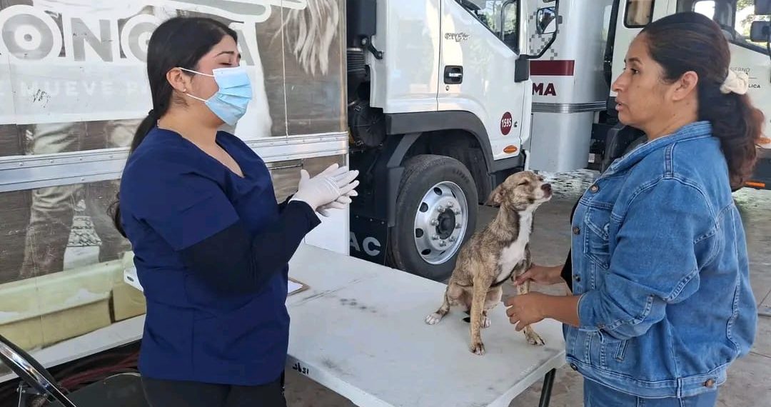 Vigilar síntomas y mantener limpio el hogar puede salvar vidas ante la rickettsiosis: SSP