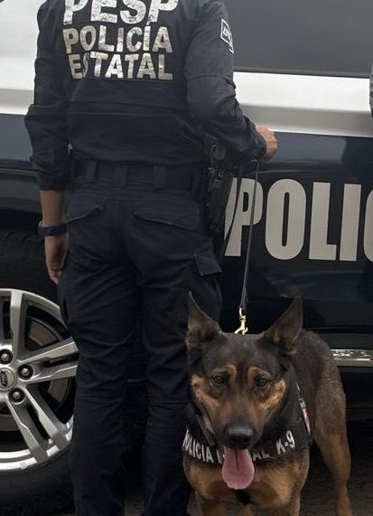 K-9 de la PESP consolida resultados en acciones de prevención y vigilancia