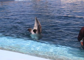 Gobierno de Sonora invita a disfrutar el Delfinario durante Semana Santa