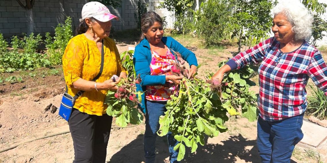 Gobierno de Sonora impulsa huerto comunitario en CEDAM Cajeme