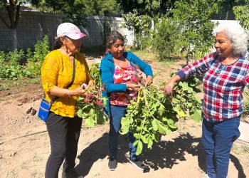 Gobierno de Sonora impulsa huerto comunitario en CEDAM Cajeme