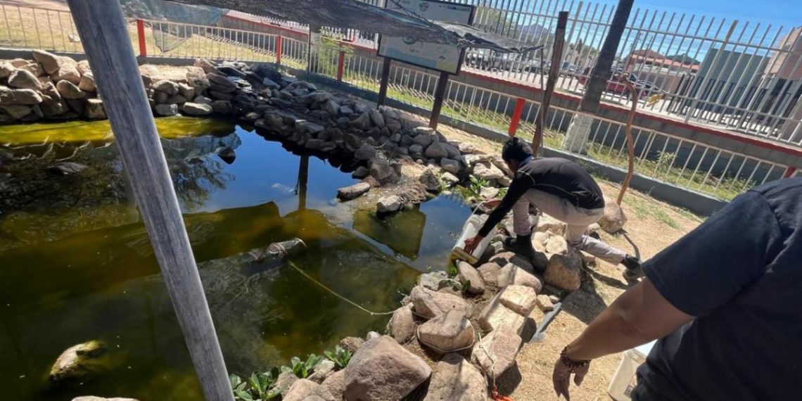 Gobierno de Sonora impulsa con éxito la conservación del pez cachorro del desierto: Cobach