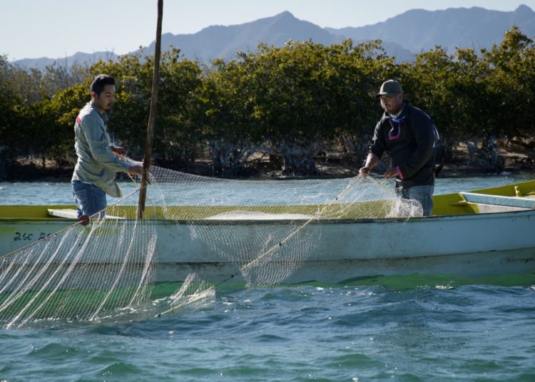 Renovarán tarjetas del Programa Bienpesca a más de 12 mil productores pesqueros y acuícolas en Sonora
