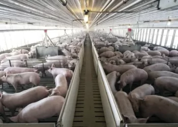 Gobierno de Sonora reconoce al sector porcícola como pilar de la ganadería estatal