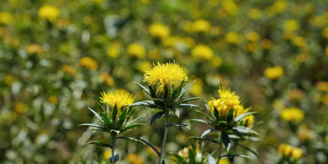 Gobierno de Sonora impulsa reconversión productiva con siembra histórica de cártamo