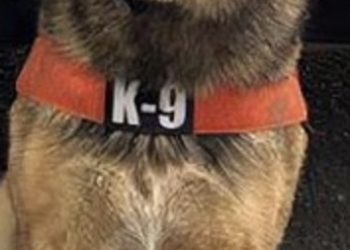 Acciones firmes de la Unidad K-9 de la PESP se traducen en seguridad para Sonora