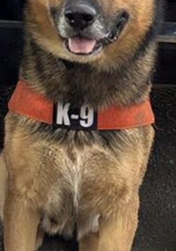 Acciones firmes de la Unidad K-9 de la PESP se traducen en seguridad para Sonora