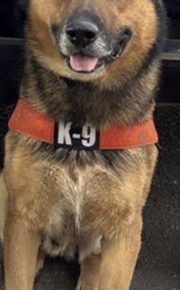 Acciones firmes de la Unidad K-9 de la PESP se traducen en seguridad para Sonora