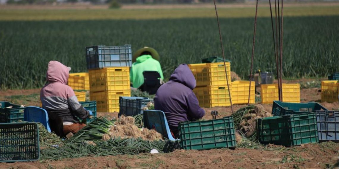 Gobierno de Sonora impulsa producción hortícola de exportación en San Luis Río Colorado