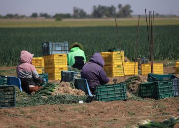 Gobierno de Sonora impulsa producción hortícola de exportación en San Luis Río Colorado