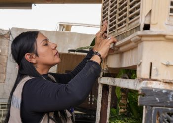 Salud Sonora llama a mantener hogares limpios para prevenir dengue y rickettsia